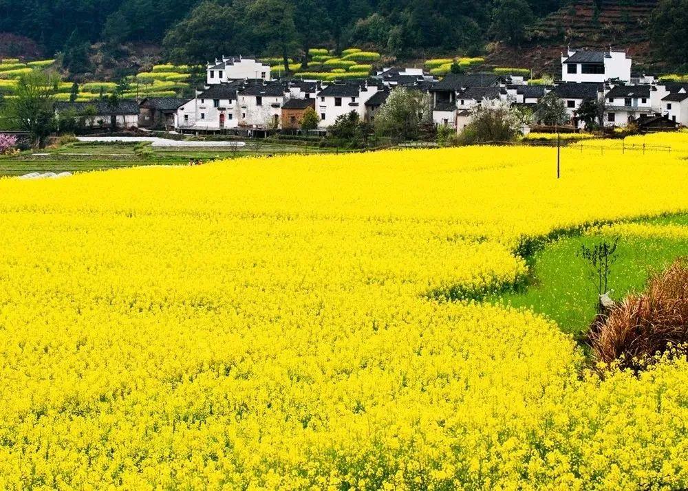 婺源江岭村旅游住宿推荐——体验古村落的韵味与宁静，婺源江岭村古村落旅游住宿推荐，韵味与宁静的体验